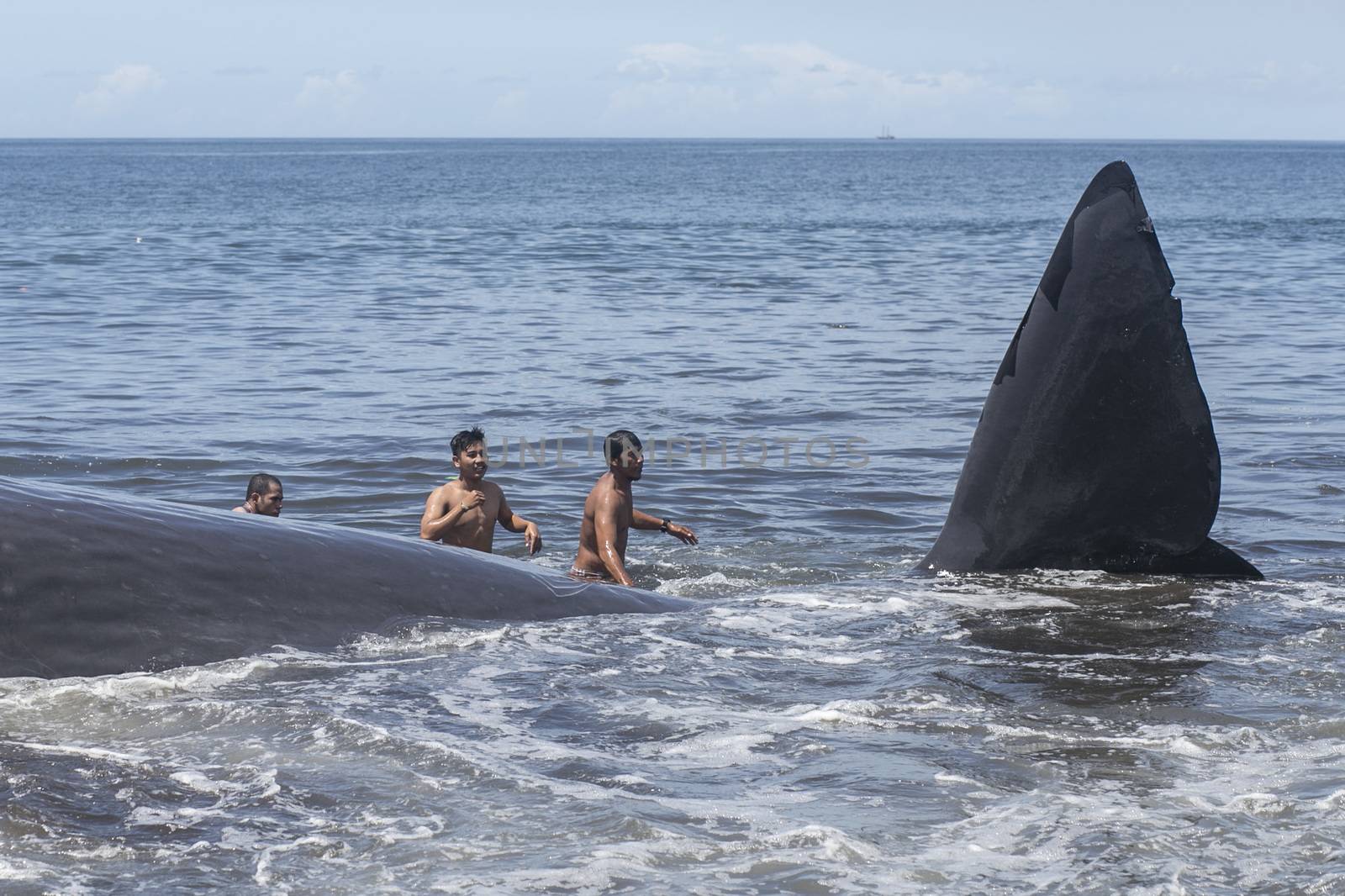 INDONESIA, Klungkung: Villagers try to pull a beached sperm whale on Watu Tumpang Beach, in Klungkung,  eastern Bali, Indonesia, on March 14, 2016. The 16,2 meter long marine mammal was found dead by the local villagers early in the morning.