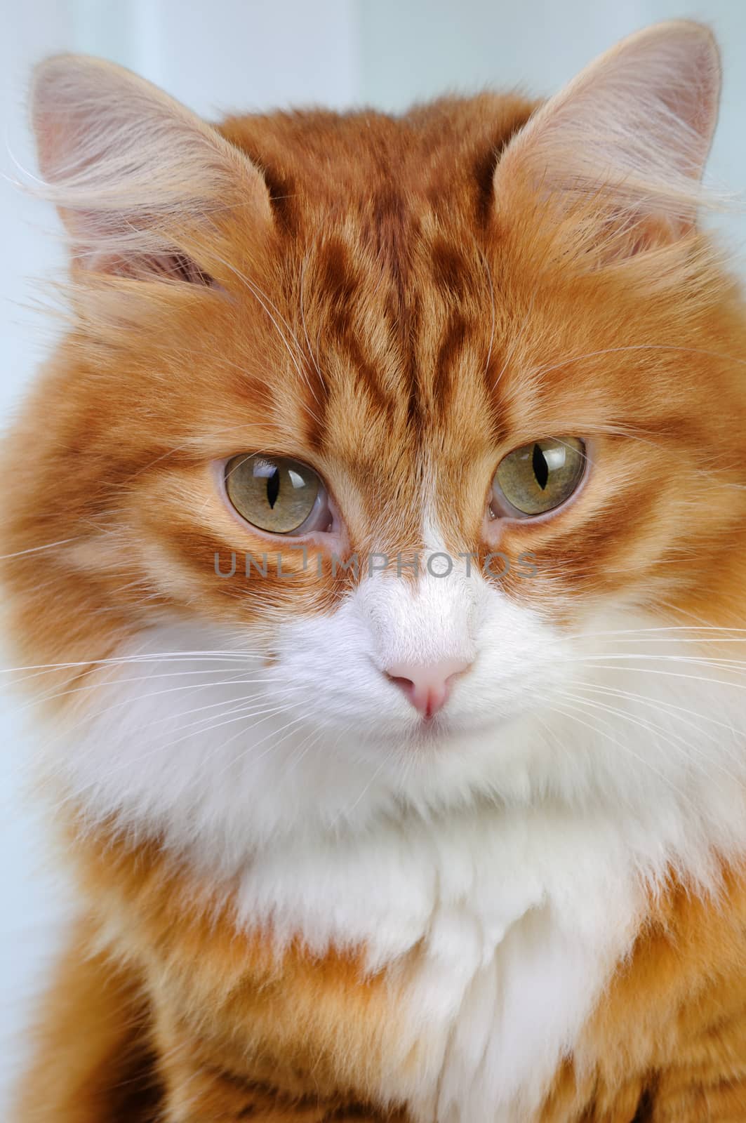 Portrait of a seated adult red cat close-up