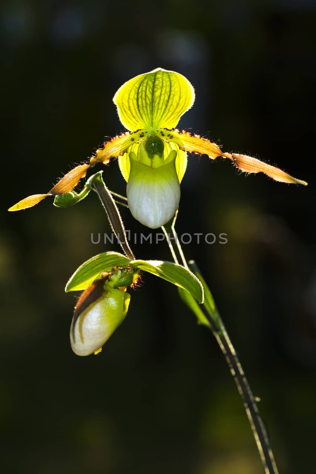 Beautiful paphiopedilum orchid flowers in garden. by jee1999