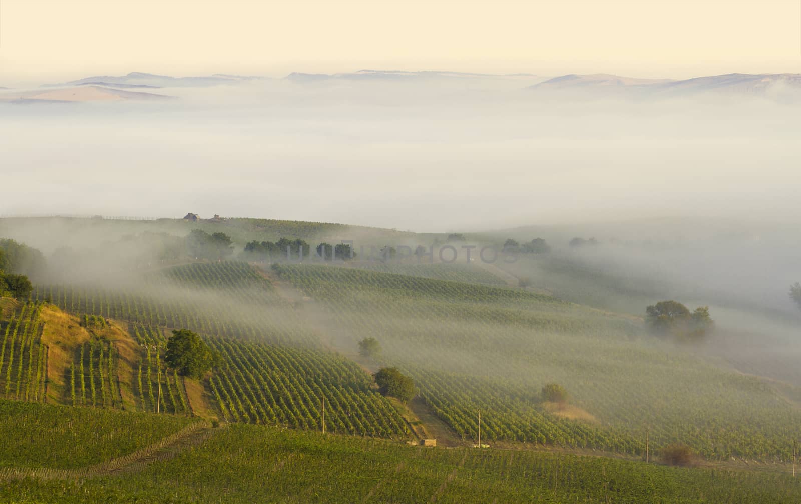 Landscape of a vineyard in the morning fog with mountain showing in the distant background