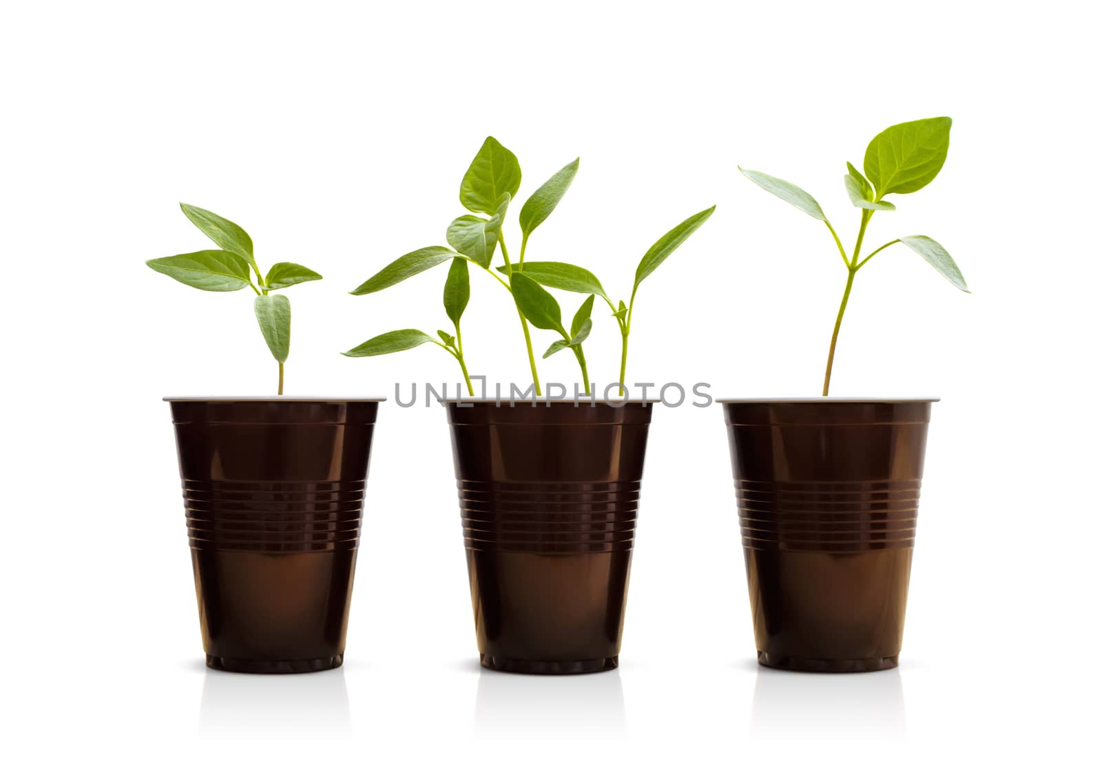 Small green plants in pots. Isolated on white.