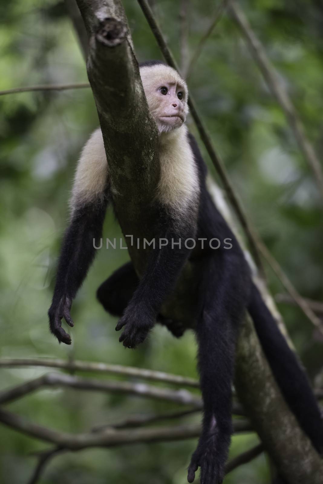 Gracile Capuchin Monkey in a costa Rica tropical forest lying on a tree branch, vertical image.