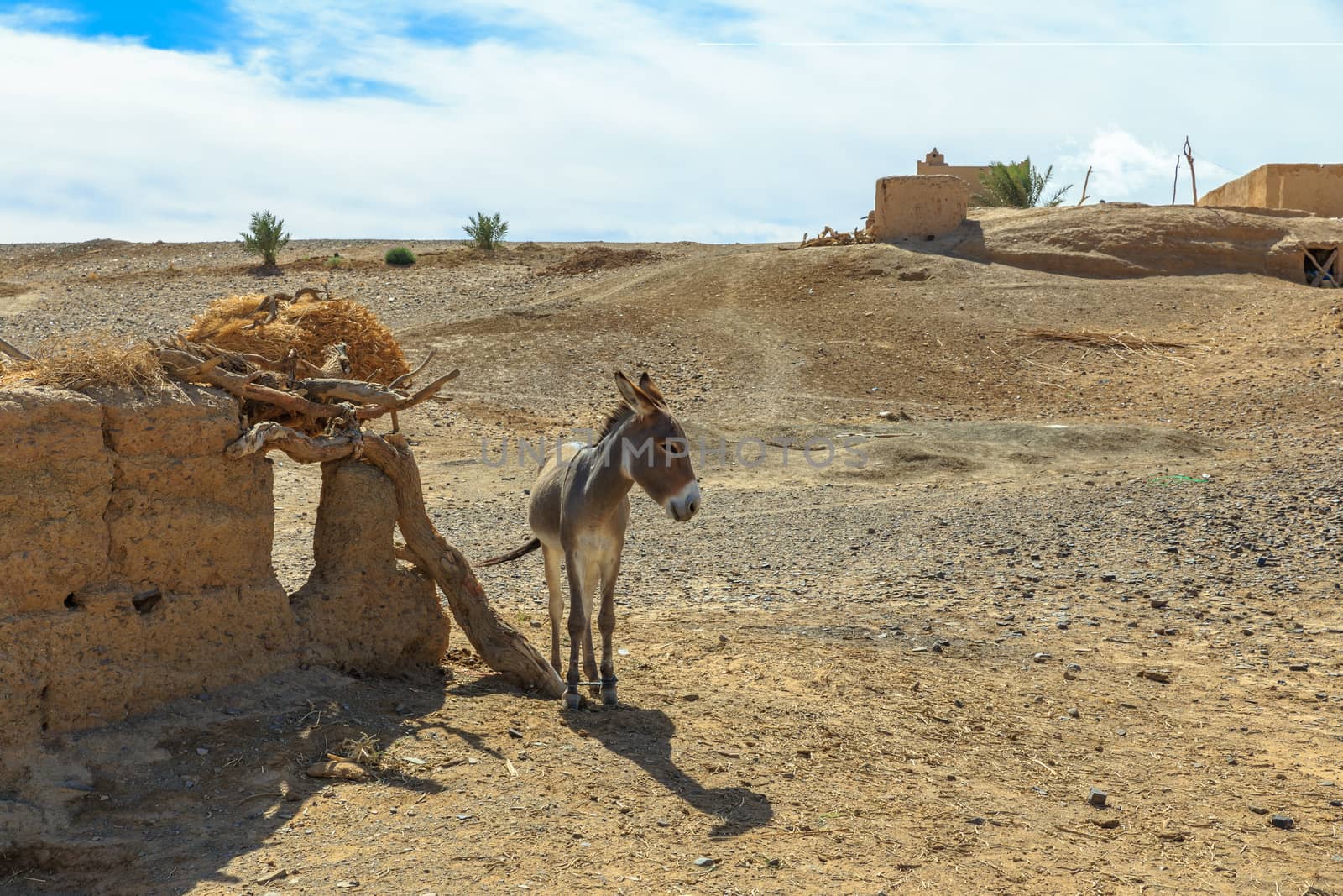 donkey stands in the Sahara desert, Morocco Africa