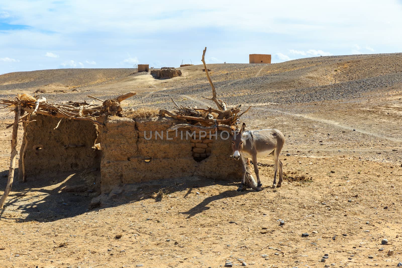 Donkey in Sahara Desert, Morocco, Africa by Mieszko9