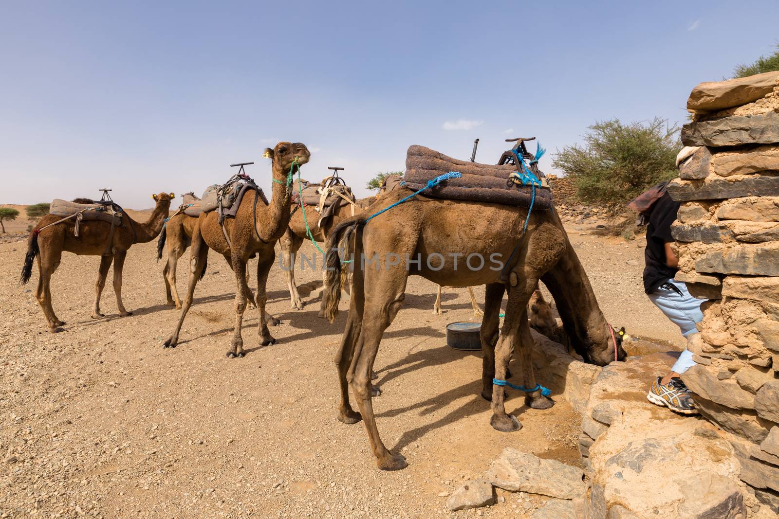 camels drink water from the well by Mieszko9