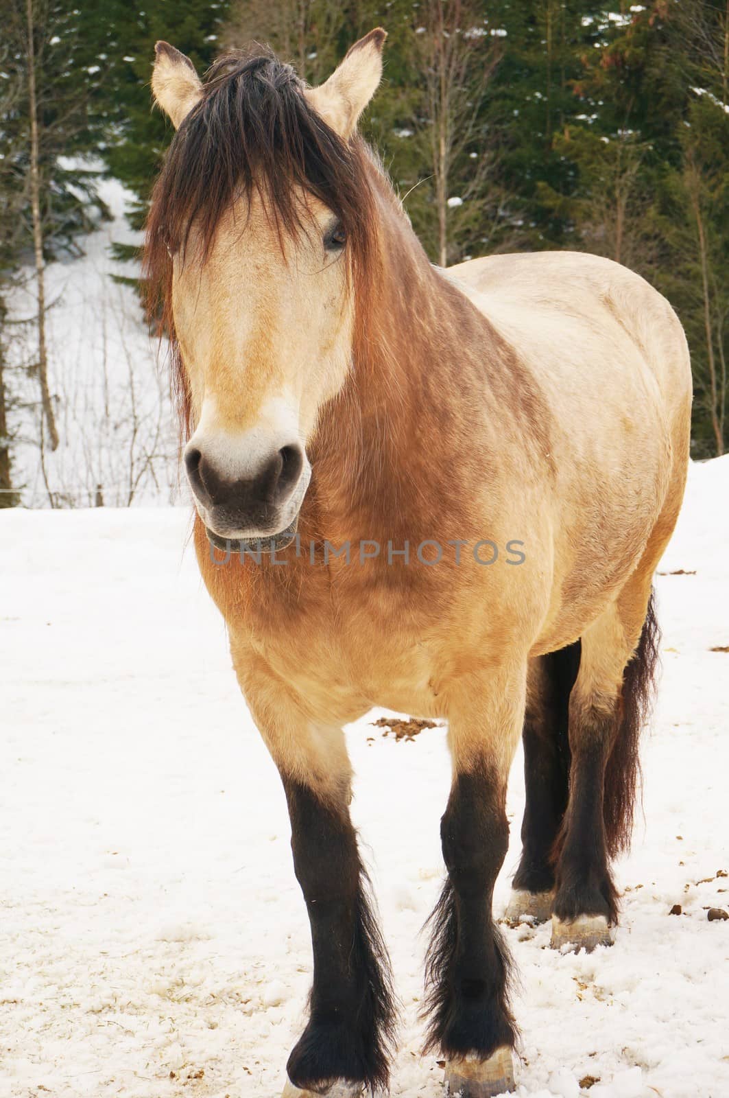Old trottinghorse by Marirust