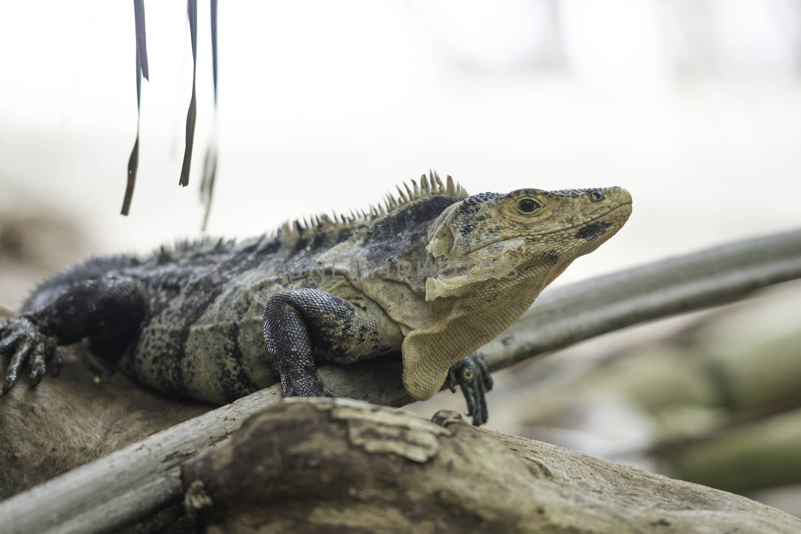 Black Ctenosaur or Ctenosaura similis in a Costa Rica tropical forest.