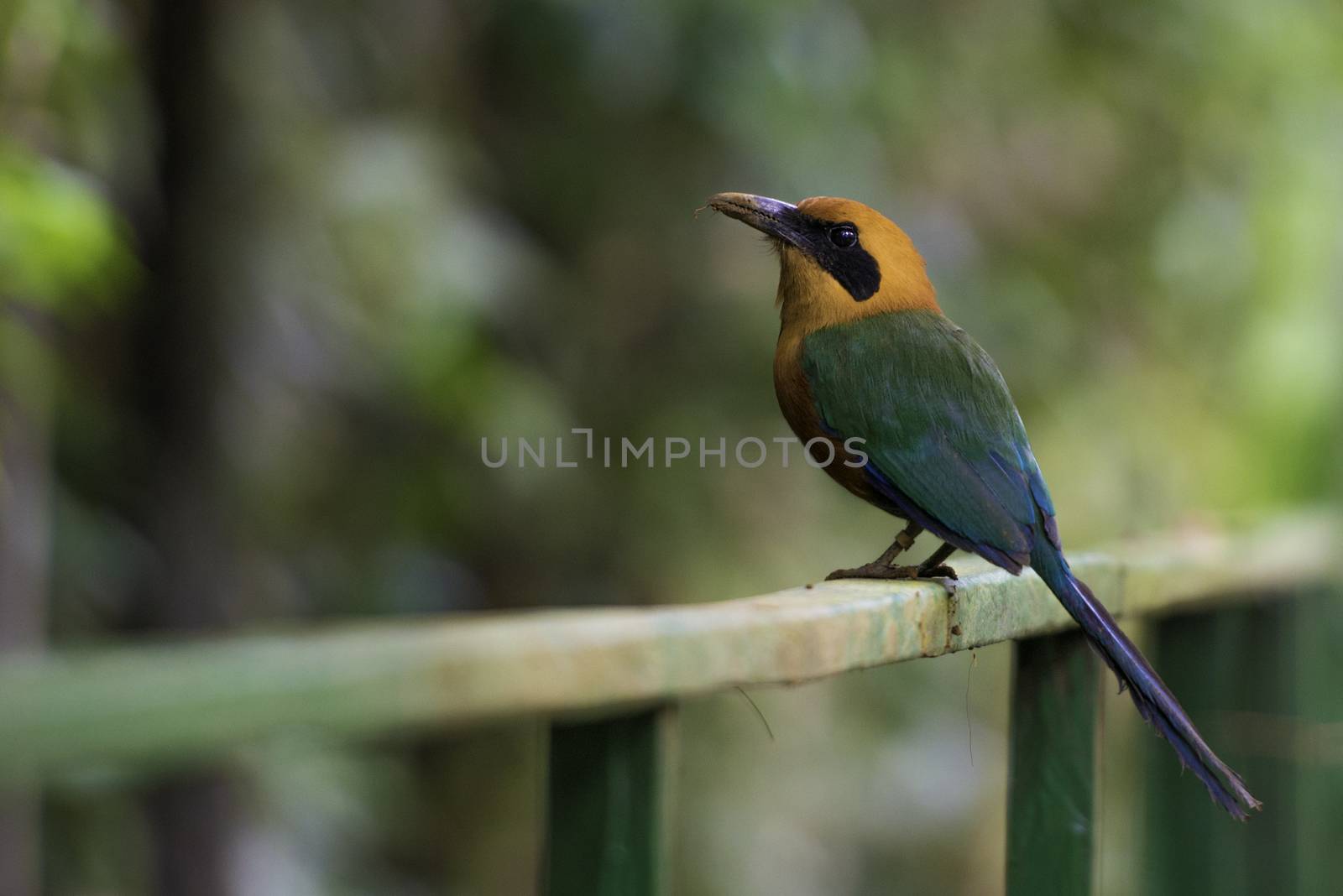 Rufous Motmot, Baryphthengus Martii. Wildlife in Costa Rica by Olivier-Le-Moal