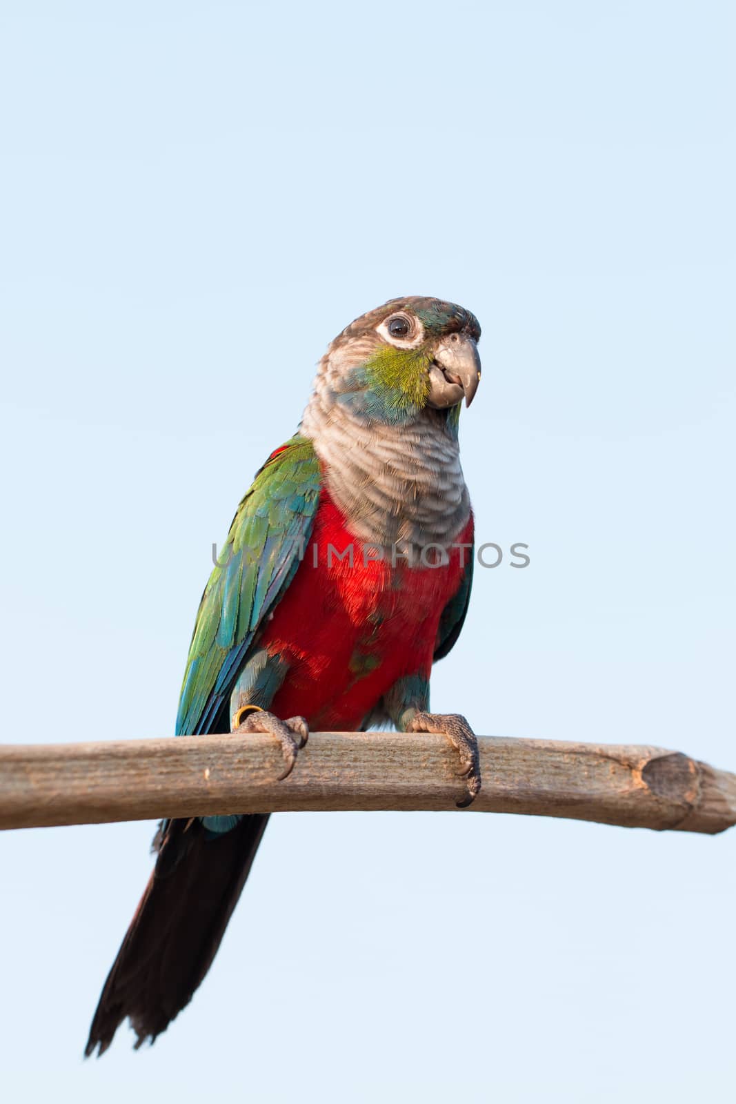 close up beautiful colorful parrot sitting on log