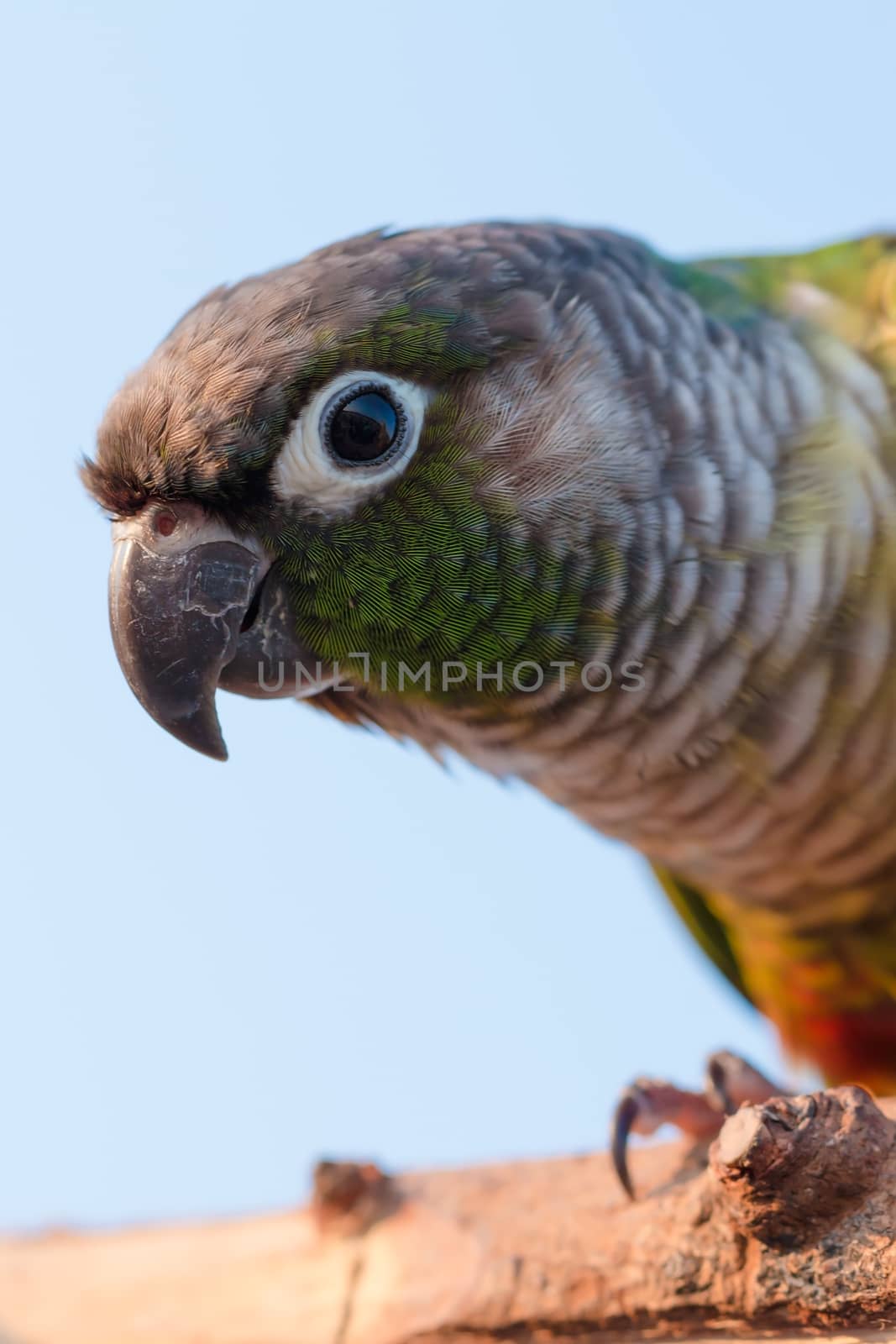 close up beautiful colorful parrot sitting on log