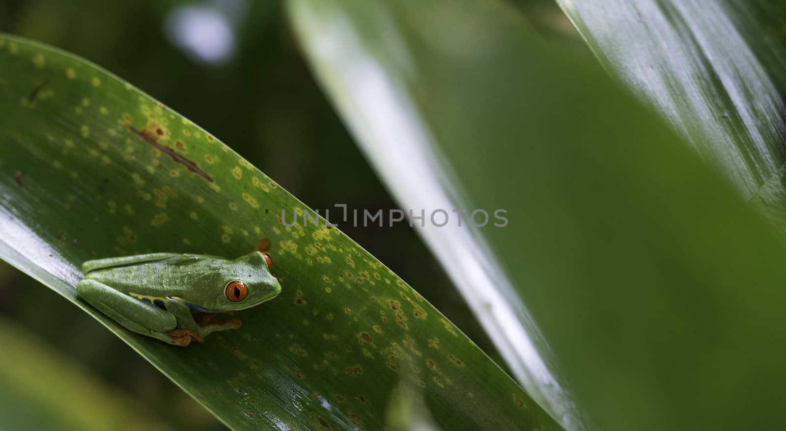 Red Eyed Tree Frog on a green leaf. Agalychnis Callidryas.