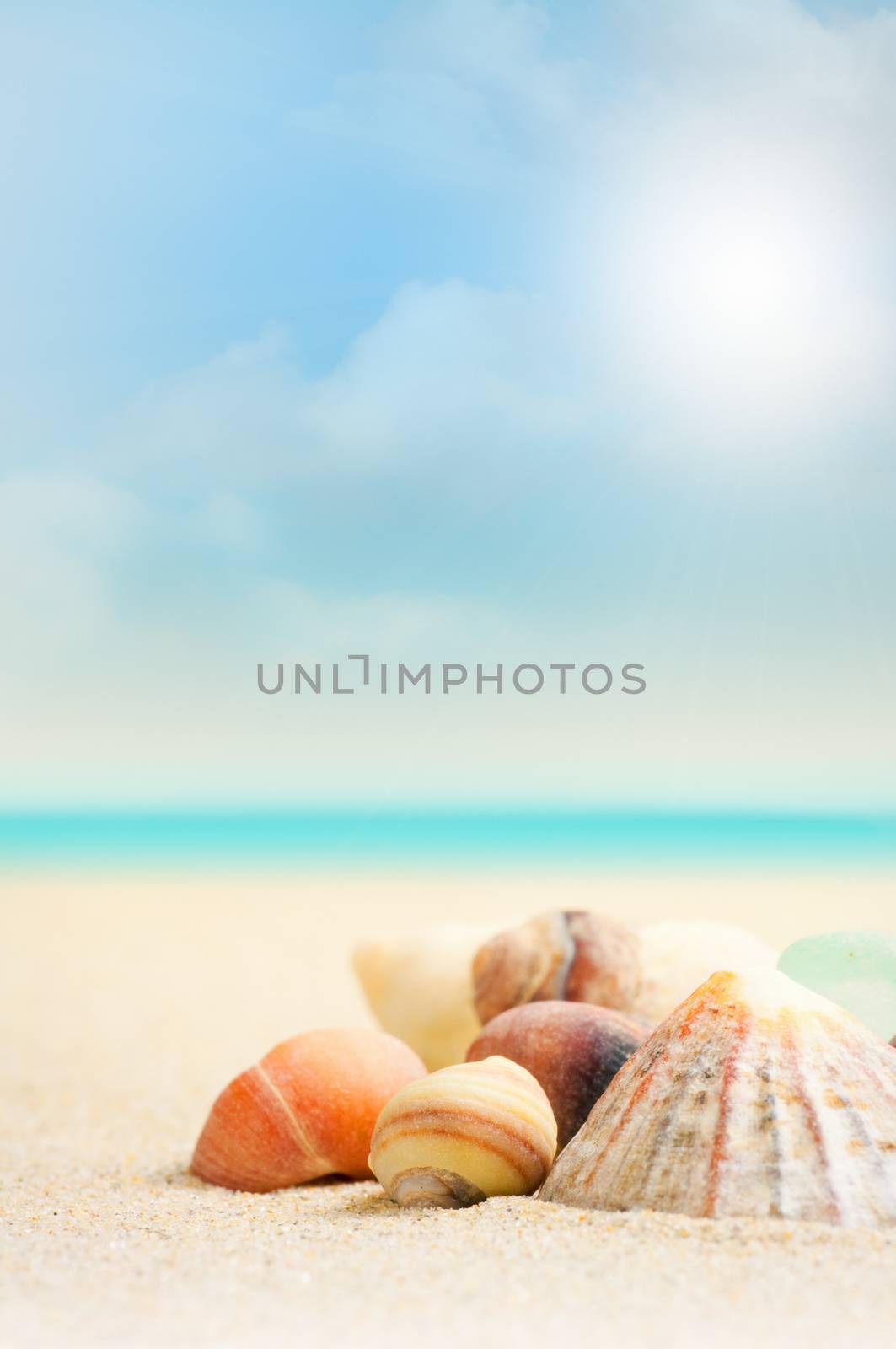 Shells on a beach in Britany with blurry background and blue sky with some clouds