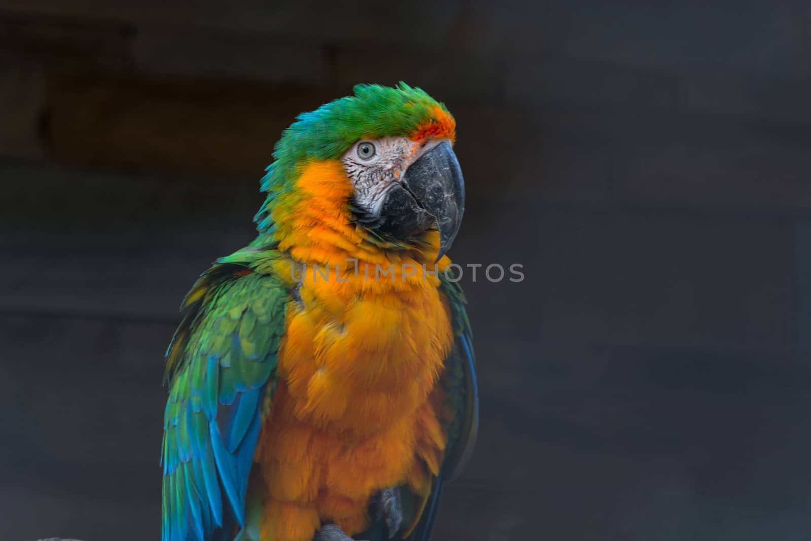 Beautiful colorful Macaw parrot      by JFsPic