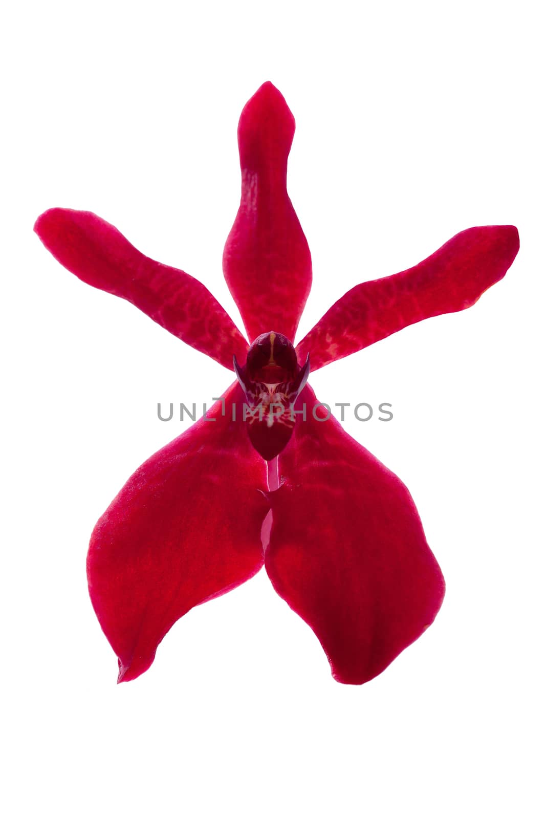beautiful red Vanda orchids flower, isolated on white background