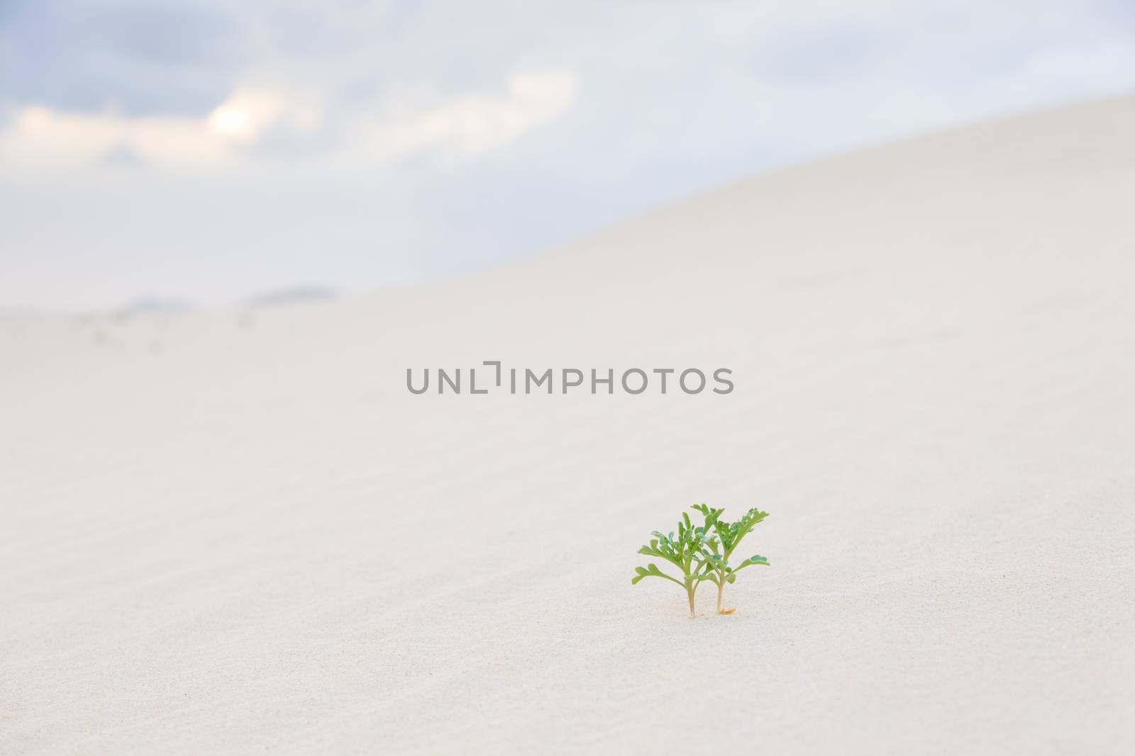 Two new green plant sprouts in desert sands. New life concept. 