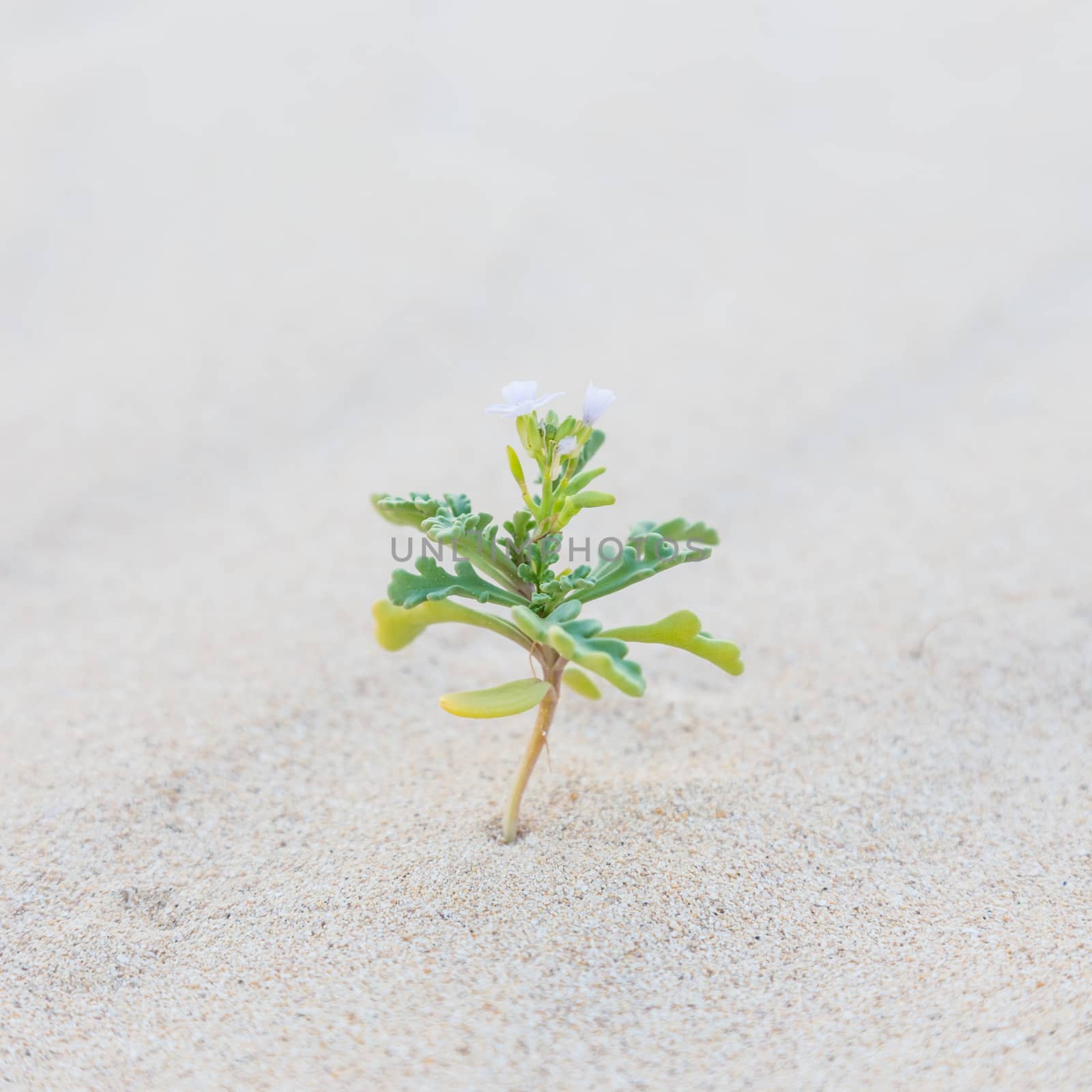 Single sprout blooming in desert sands. New life concept. 