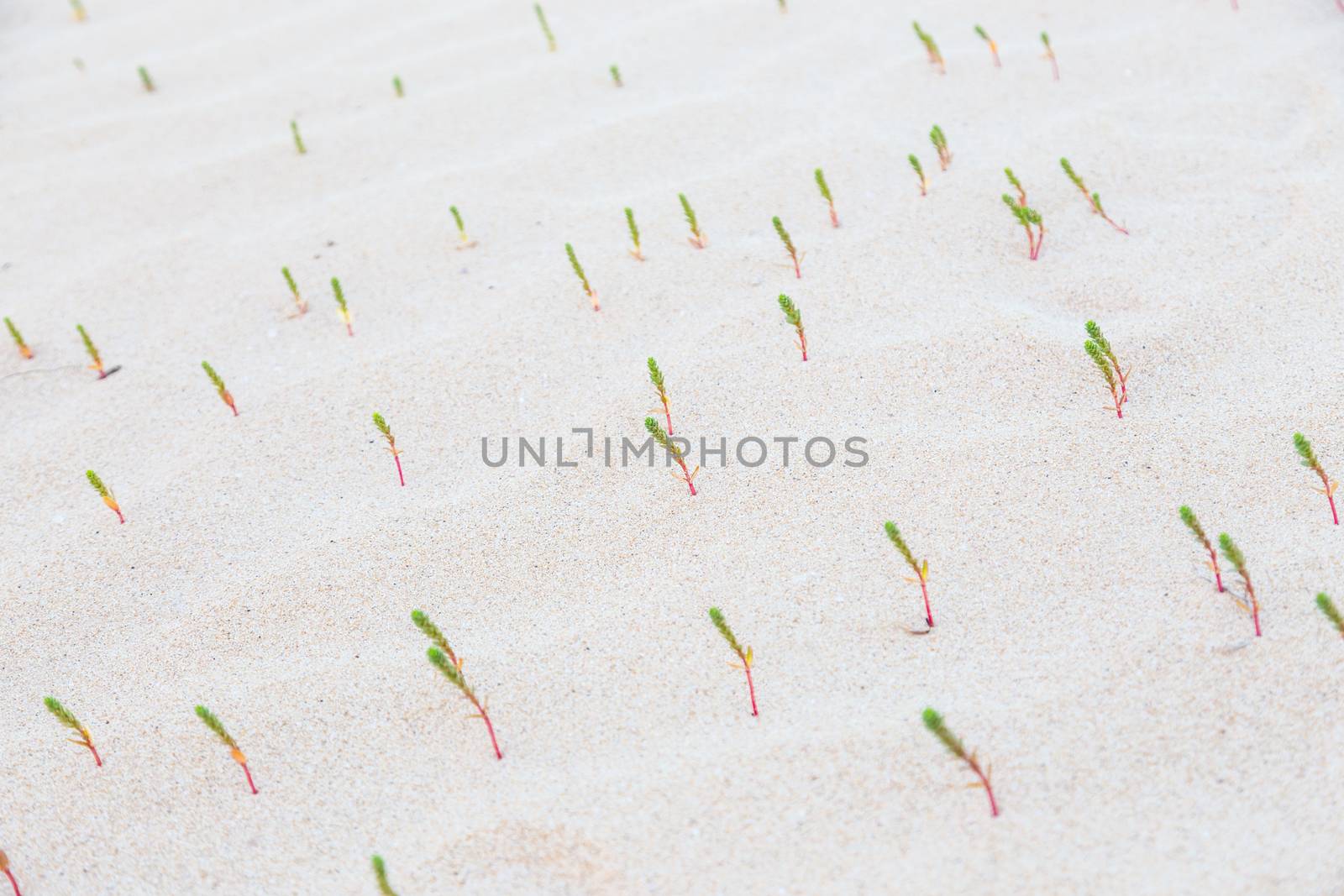 Many new green sprouts in desert sands. New life concept. 