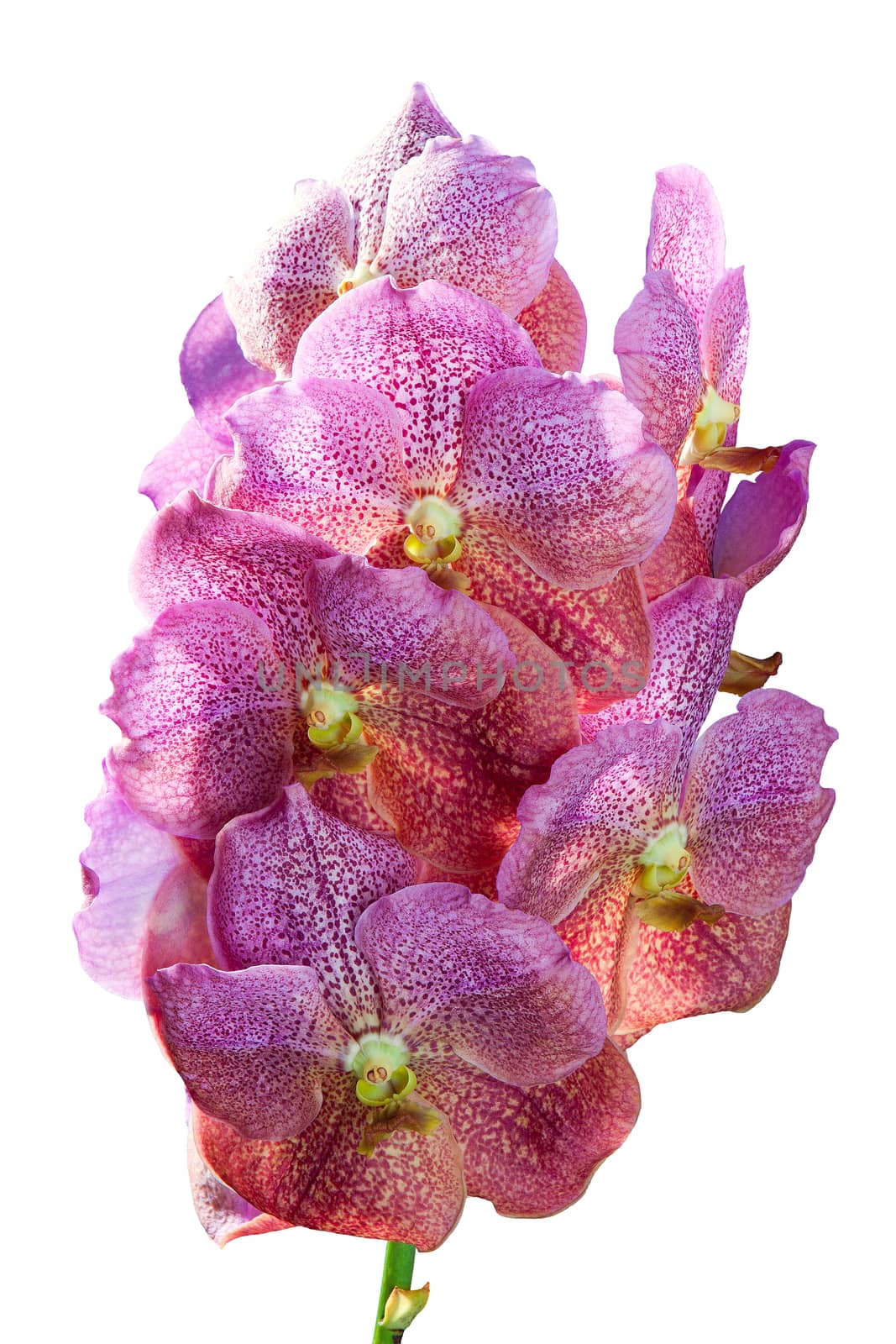 Border of orchid flower (vanda pink) by jee1999