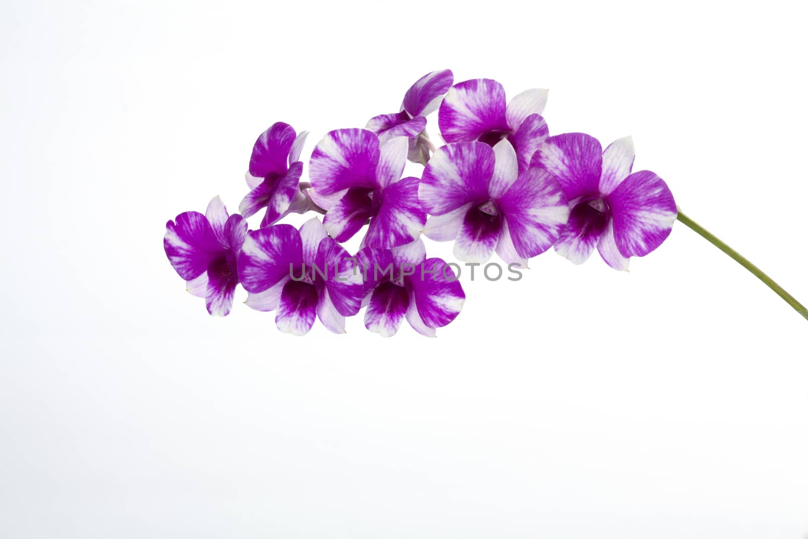 Pink orchid on a white background