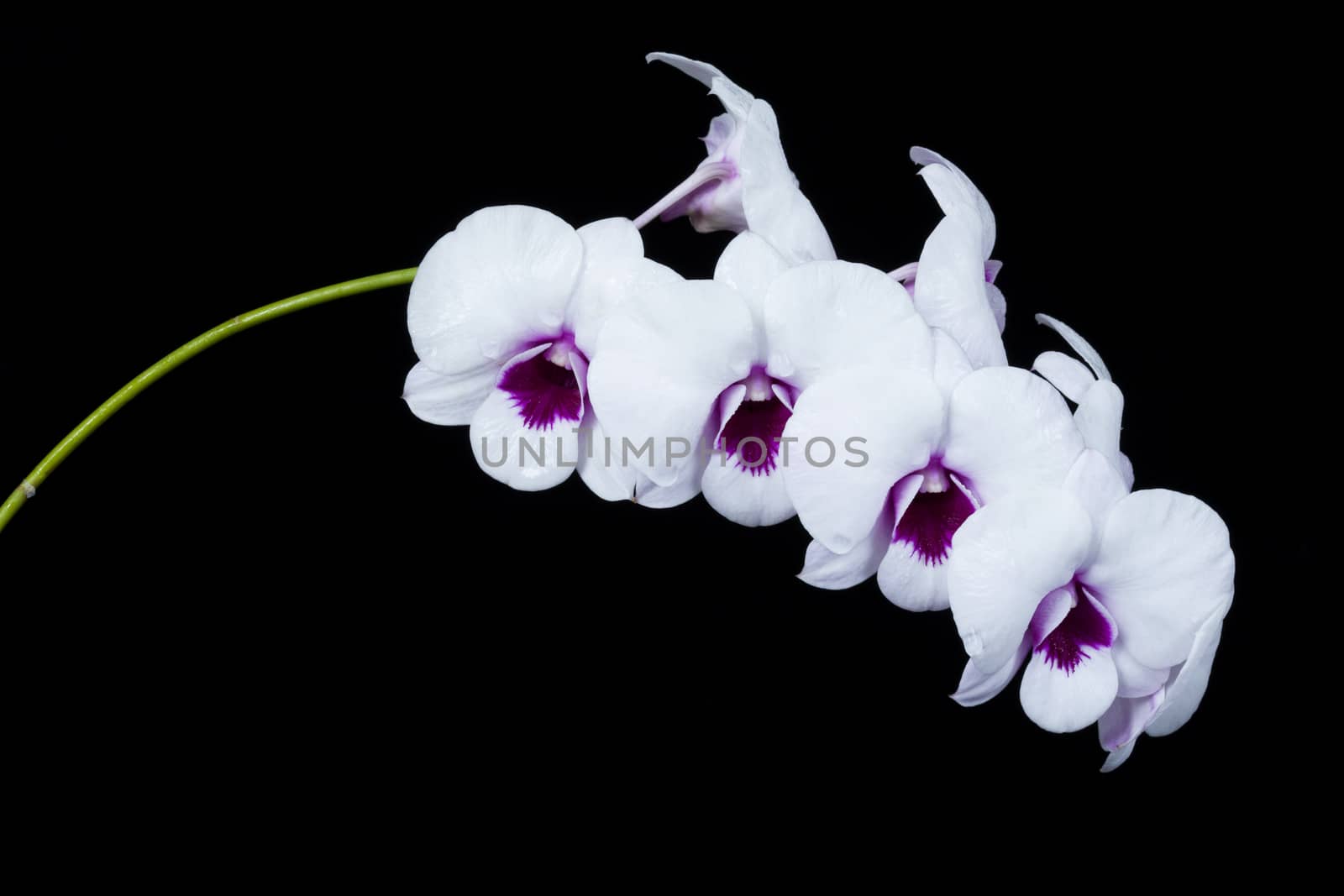 The orchid Dendrobium by jee1999