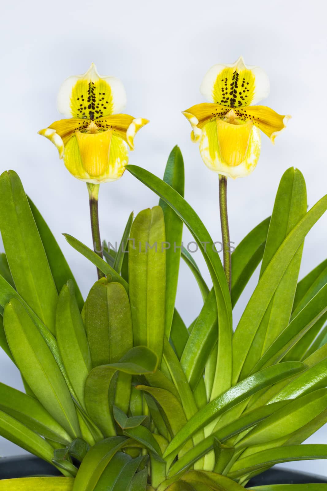 Paphiopedilum exul, Paphiopedilum orchid flowers with two  on  white background.