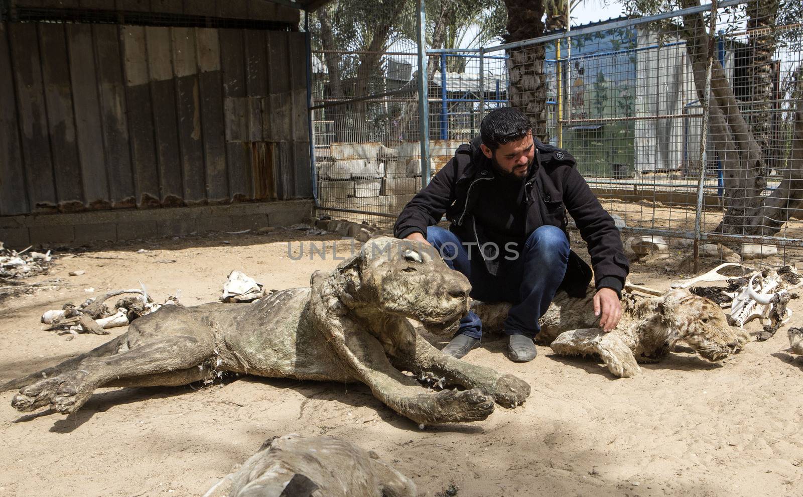 GAZA STRIP, Khan Younis: Palestinian zoo owner Mohammad Oweida shows stuffed animals that died during the 2014 war, at the Khan Younis Zoo, southern Gaza Strip, on March 15, 2016. Around 200 animals have starved to death in the zoo since a seven-week war between Israel and Palestinian militants in 2014. Oweida has stuffed 15 of them and now has to sell  the survivors in order to save them.