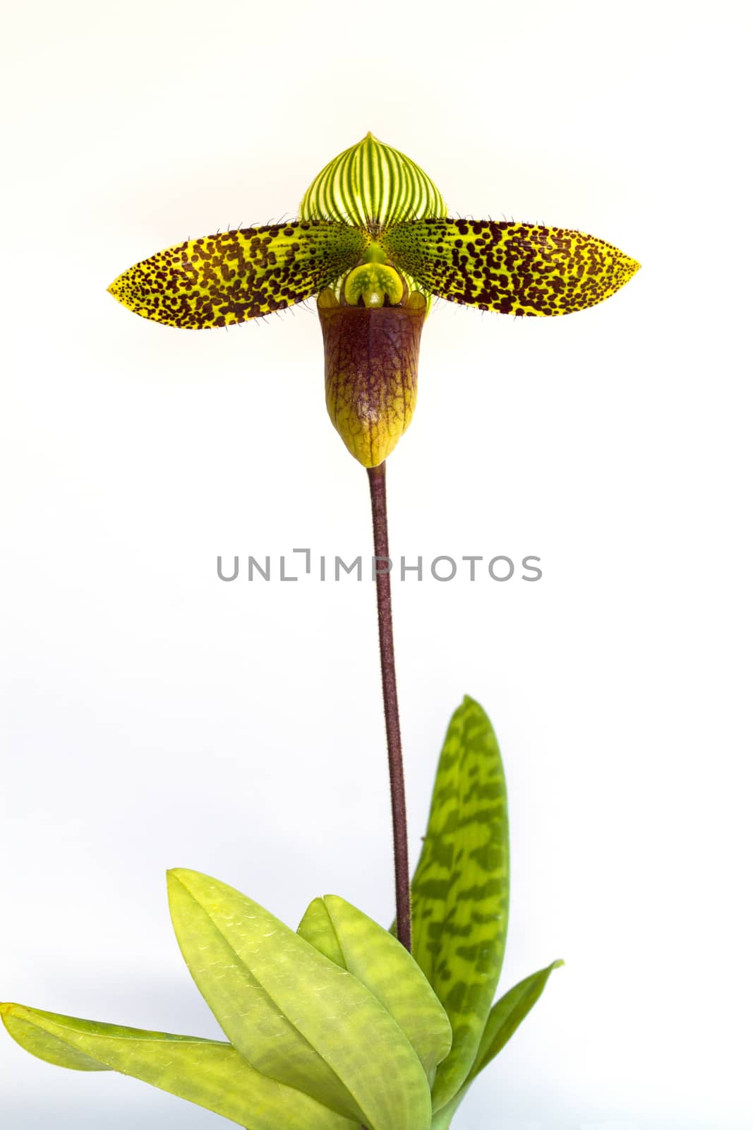 Paphiopedilum orchid flowers with  on  white background.
