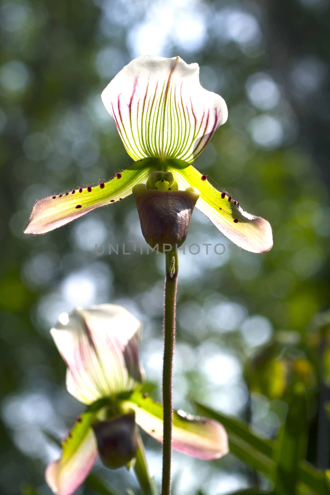 Paphiopedilum orchids in the middle of nature.