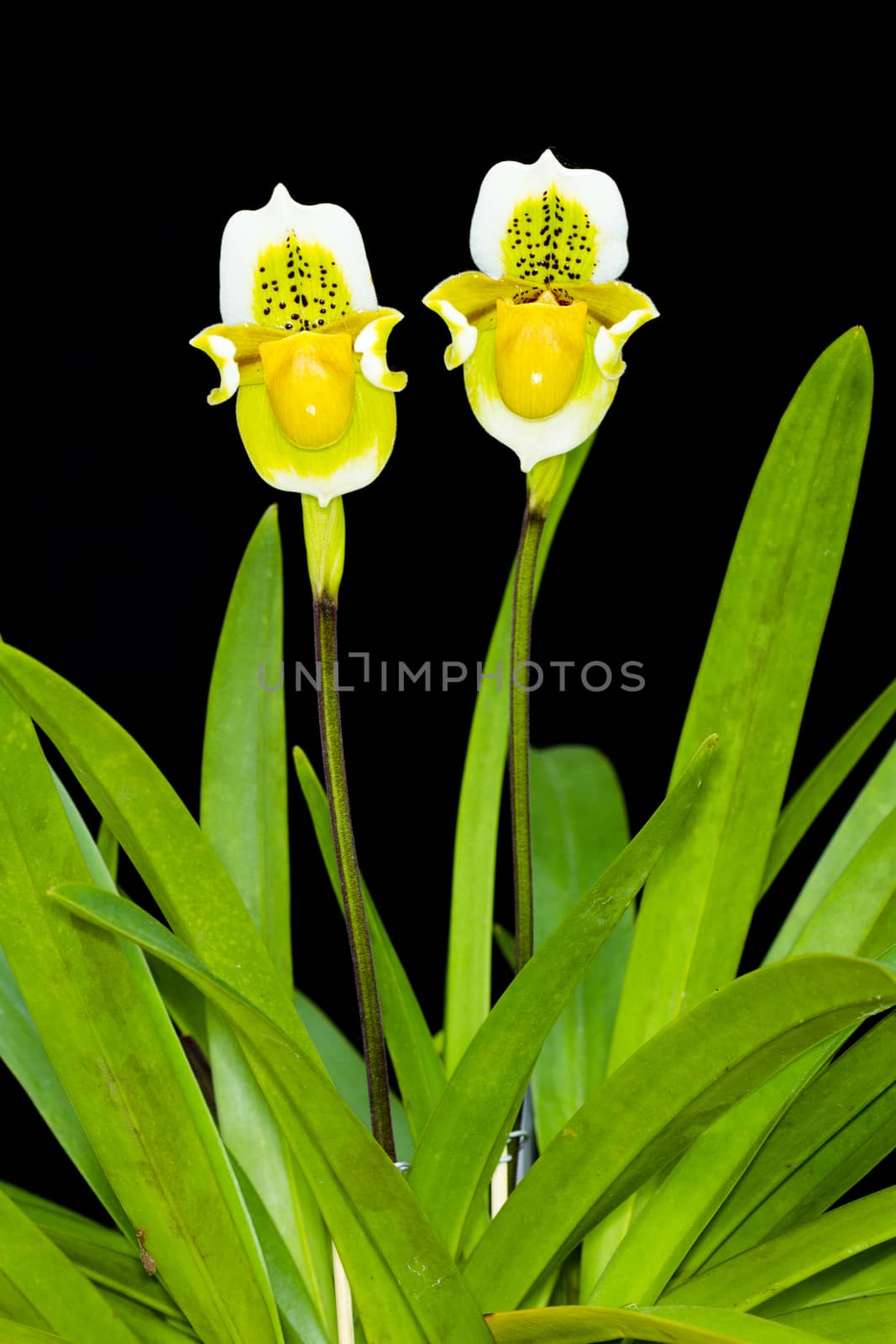 Paphiopedilum exul, Paphiopedilum orchid flowers with two  on  Black background.