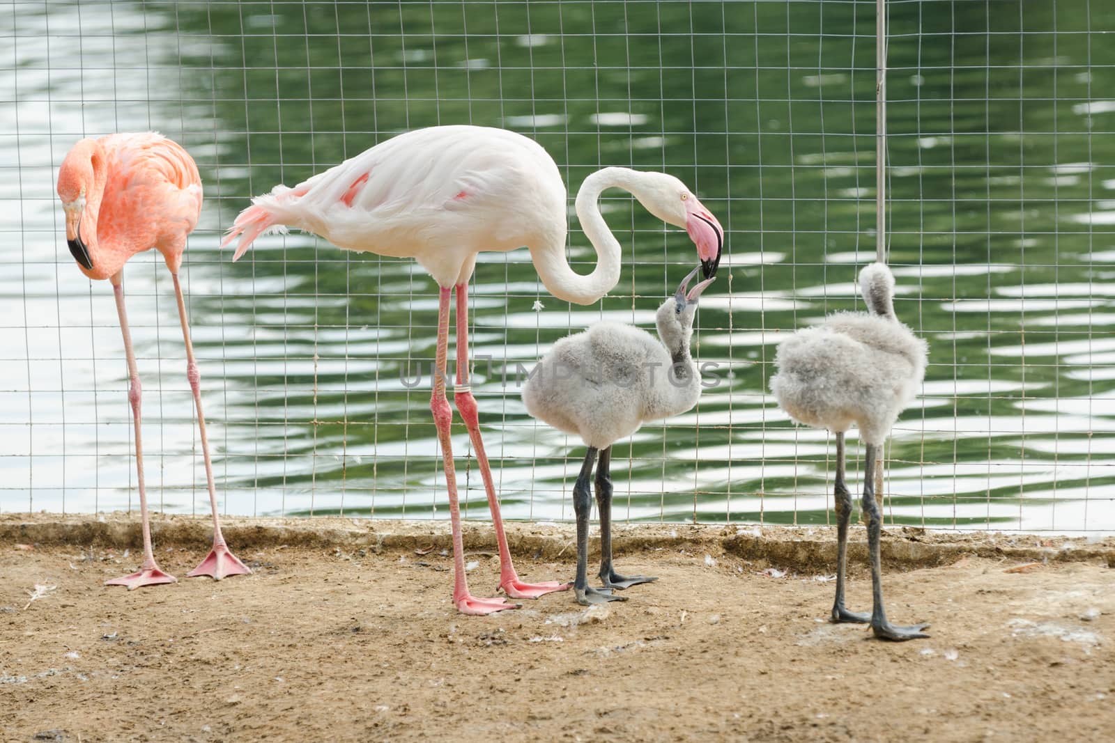 Pink flamingo Phoenicopterus roseus feeding chicks in the Moscow zoo