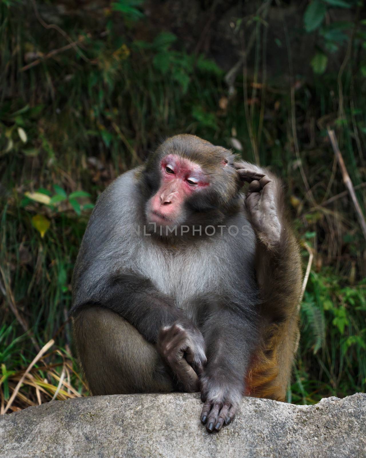 monkey sit on rock and scratch its head at zhangjiajie national park , China