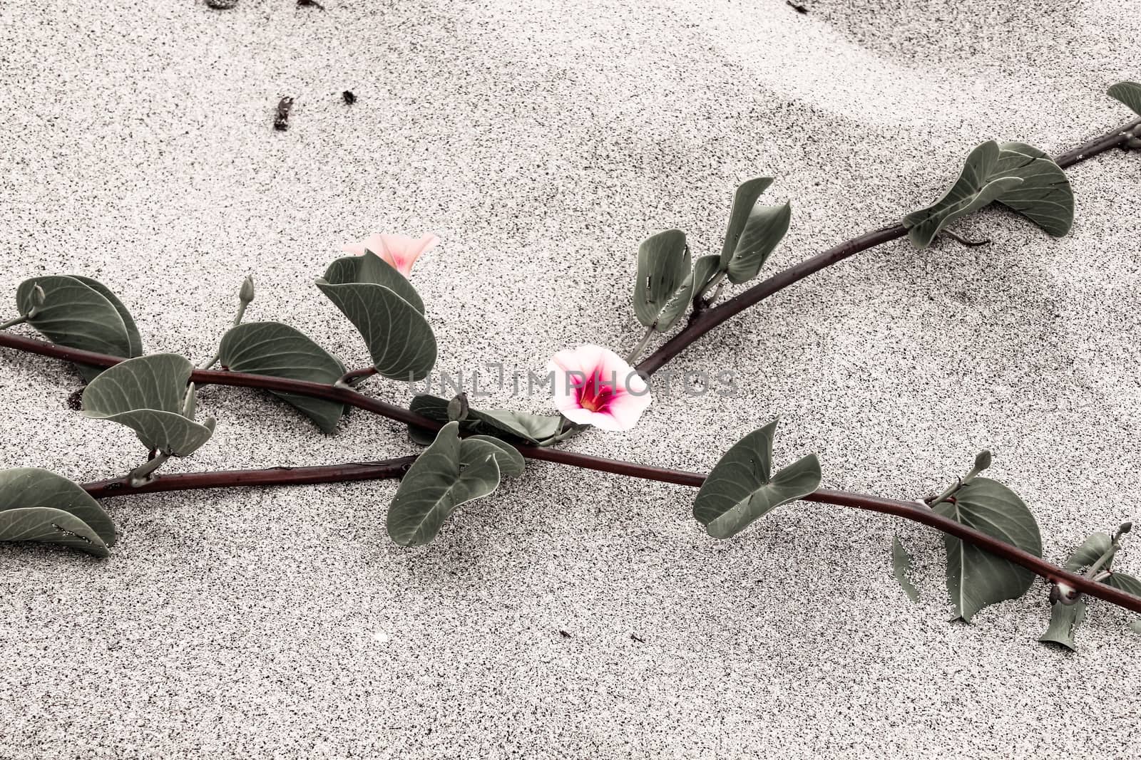 pink flowers on the sand at the beach