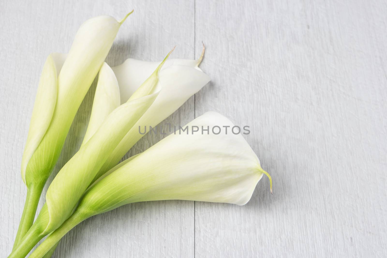 Elegant spring flower, calla lily on rustic wooden table. For wedding background image. Top view with copy space