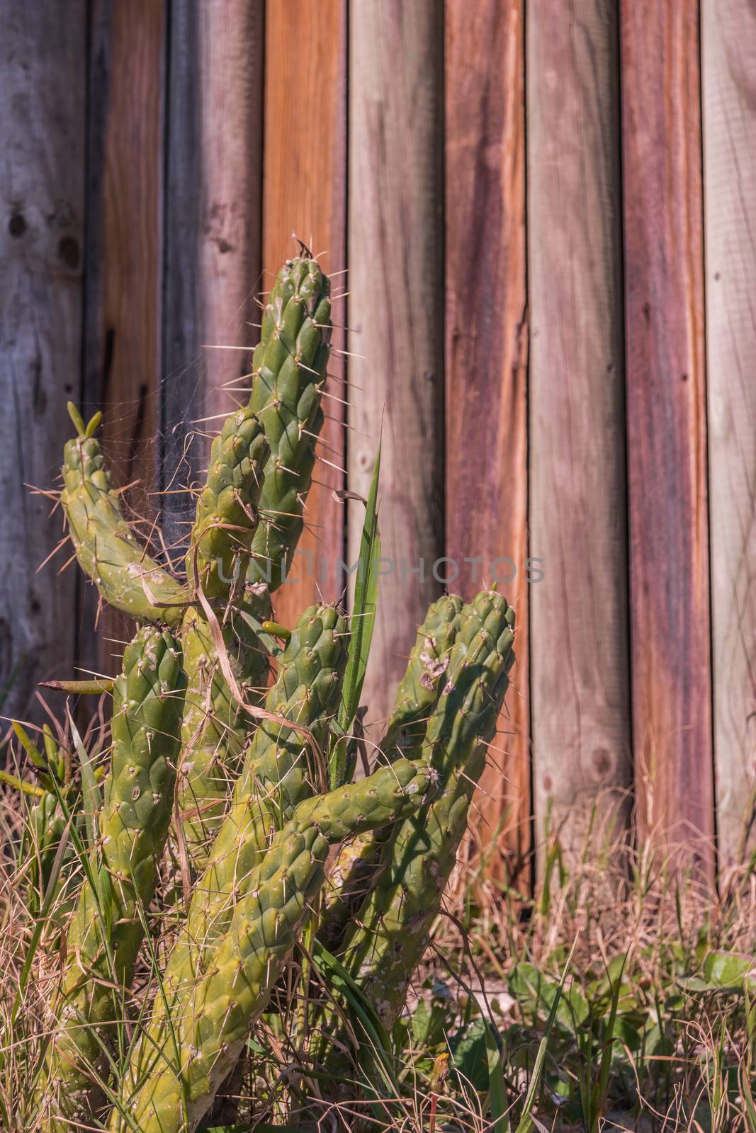 Close up cactus by AnaMarques