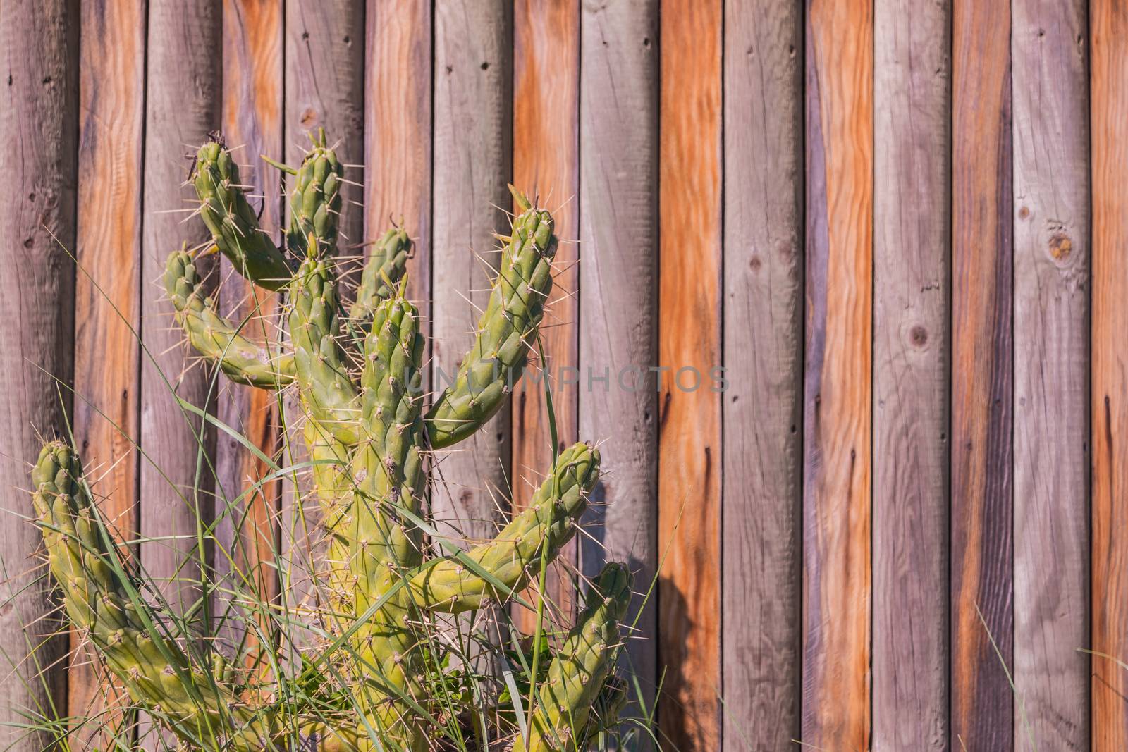 Close up cactus by AnaMarques