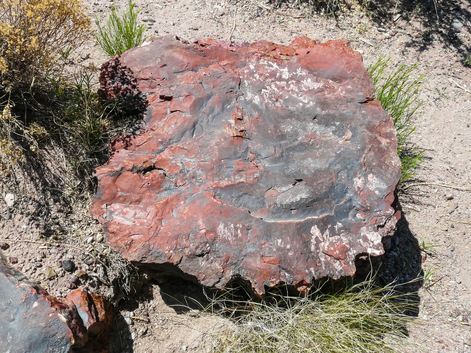 Petrified Wood in Petrified Forest National Park by wit_gorski