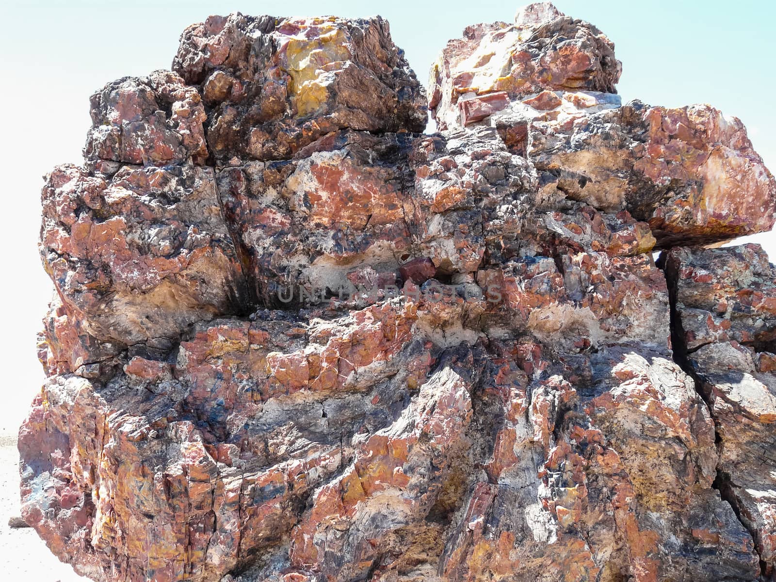 Closeup view of petrified wood in Petrified Forest National Park