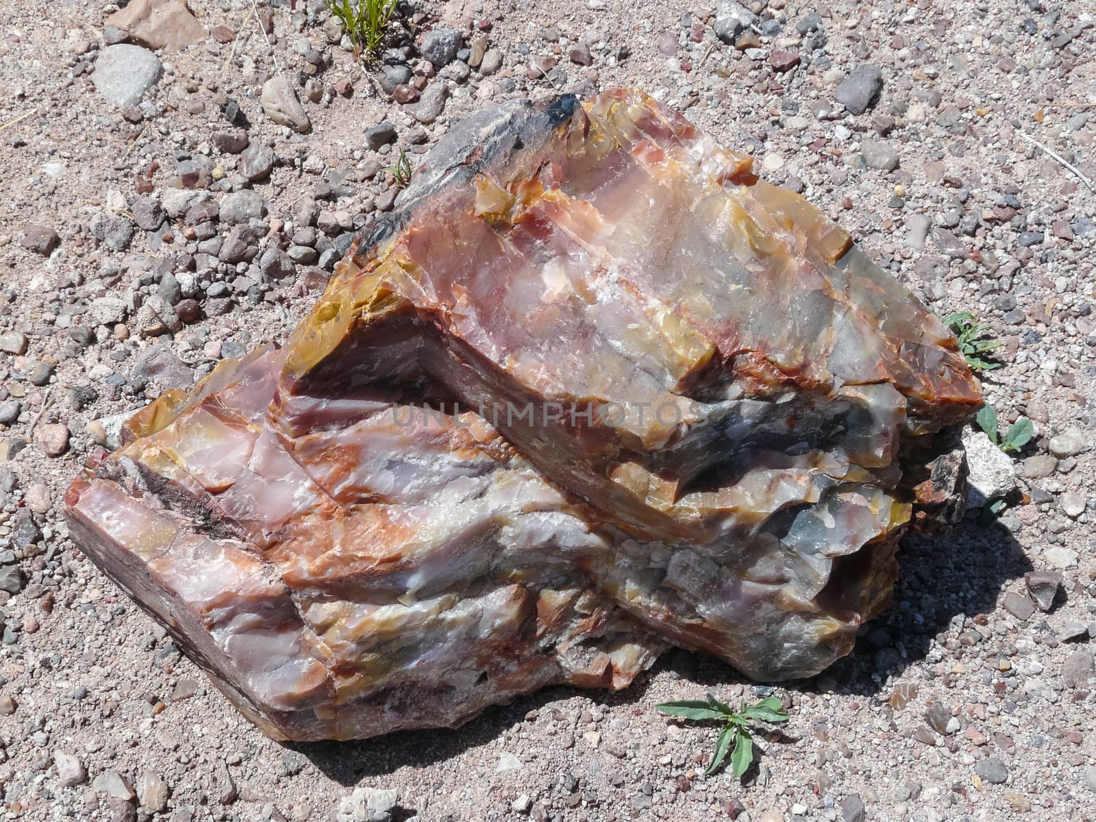 Piece of Petrified Wood in Petrified Forest National Park by wit_gorski