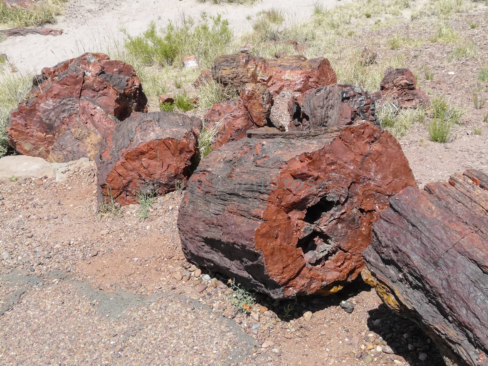 Pieces  of petrified tree in Petrified Forest National Park