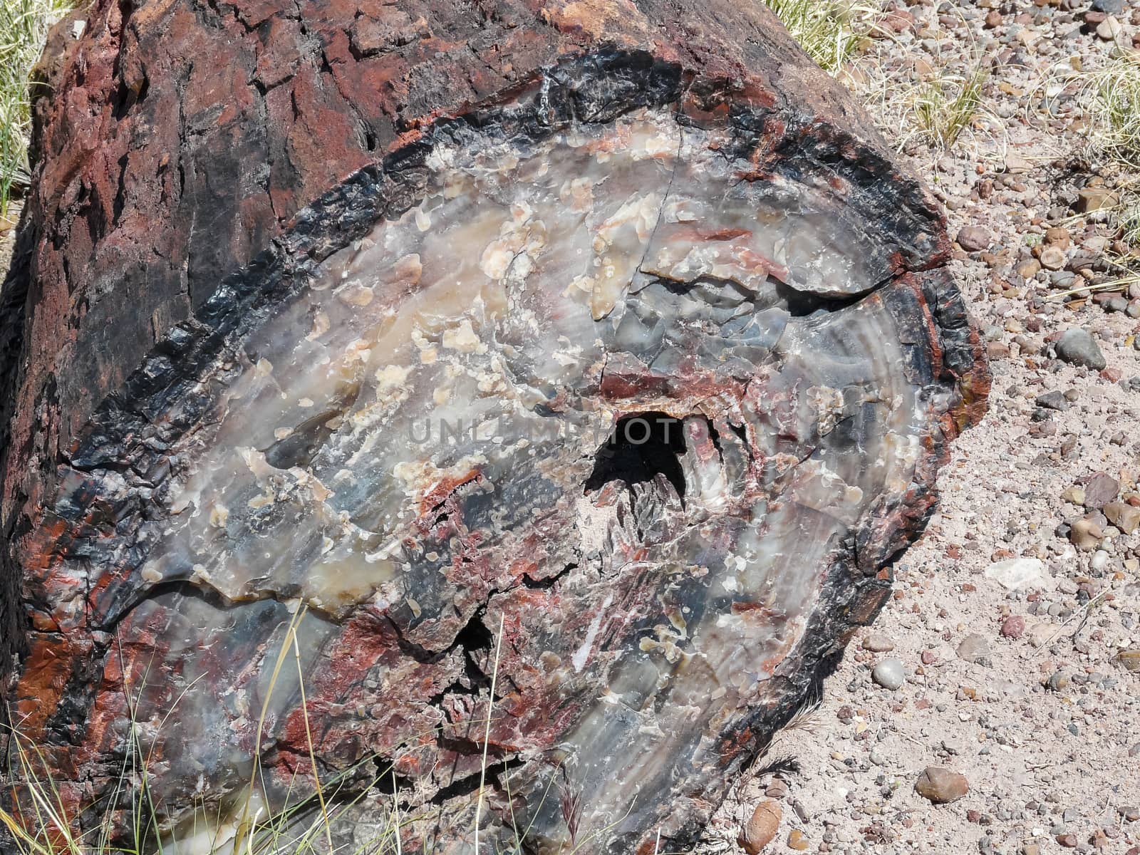 Petrified Wood in Petrified Forest National Park by wit_gorski