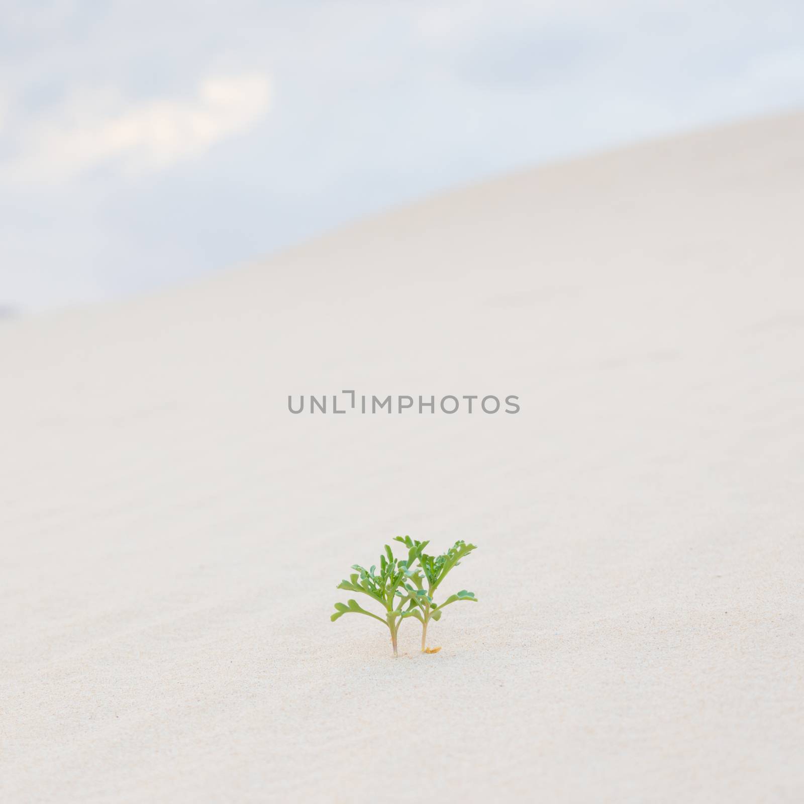 Two green plant sprouts in desert sand. by kasto