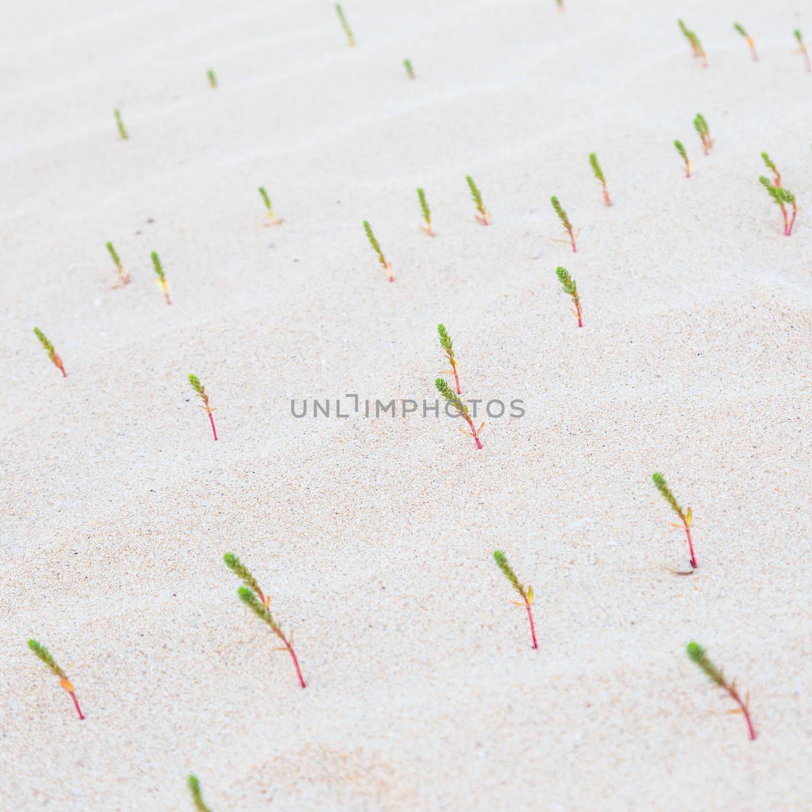 Many new green sprouts in desert sands. New life concept. 