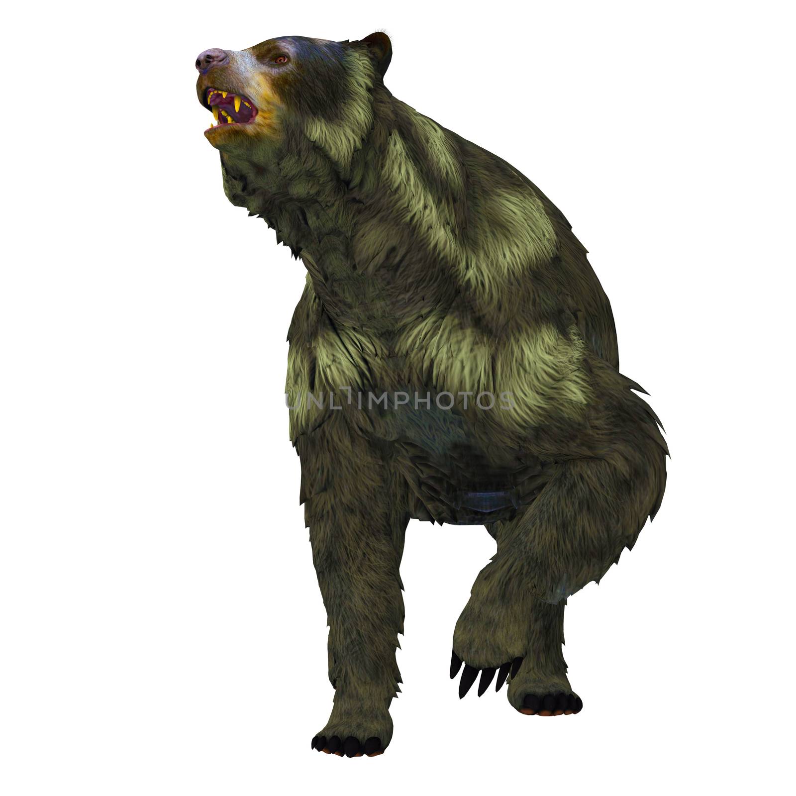 Arctodus or Short-faced Bear is an extinct mammal that lived in North America in the Pleistocene Age.