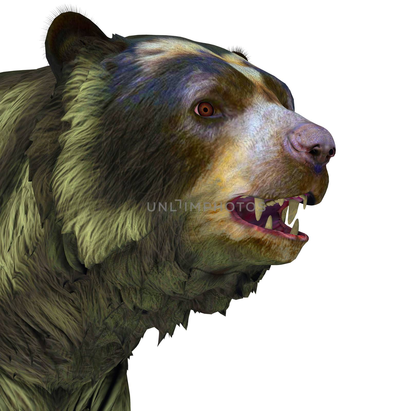 Arctodus or Short-faced Bear is an extinct mammal that lived in North America in the Pleistocene Age.
