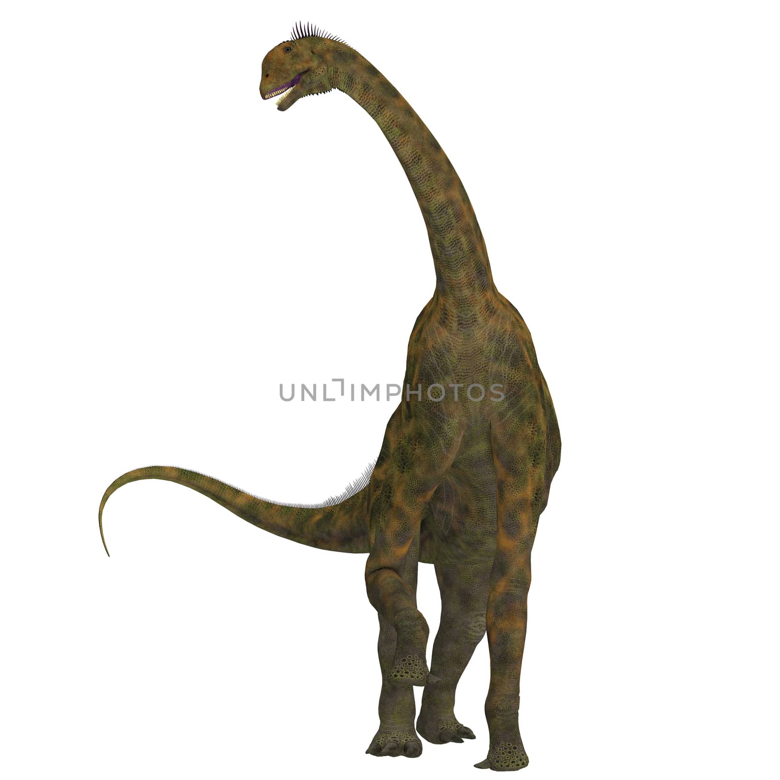 Atlasaurus was a large herbivorous dinosaur that lived in the Jurassic Period of Morocco, North Africa.