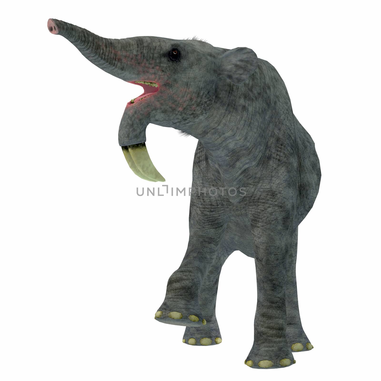 Deinotherium was an enormous land mammal that lived in Asia, Africa and Europe during the Miocene to Pleistocene Periods.