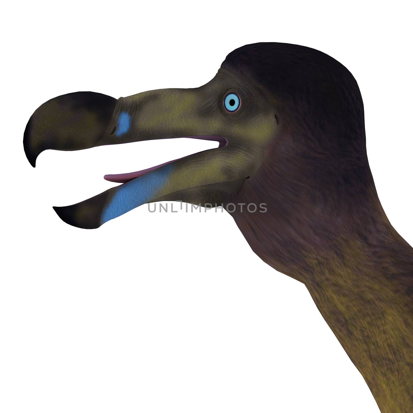 The Dodo is an extinct flightless bird that lived on Mauritius Island in the Indian Ocean.