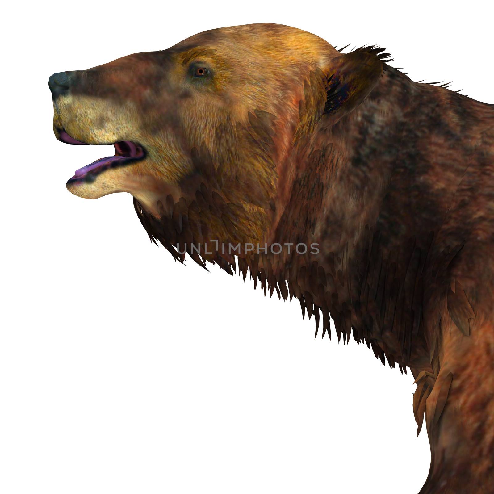 Megatherium was one of the largest ground sloths that lived in Central and South America in the Pliocene to the Pleistocene Periods.