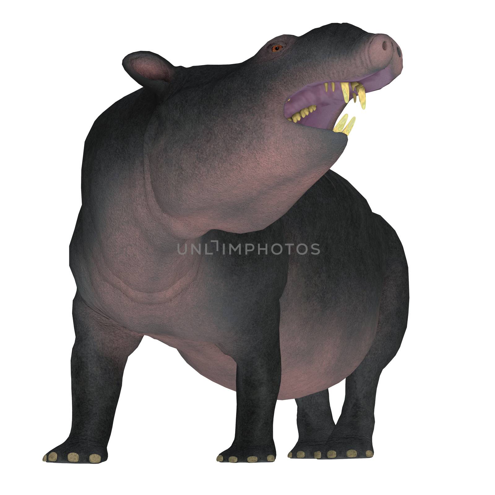 Moeritherium is an extinct mammal related to the elephant and the sea cow. This herbivore lived in Egypt during the Eocene Period.