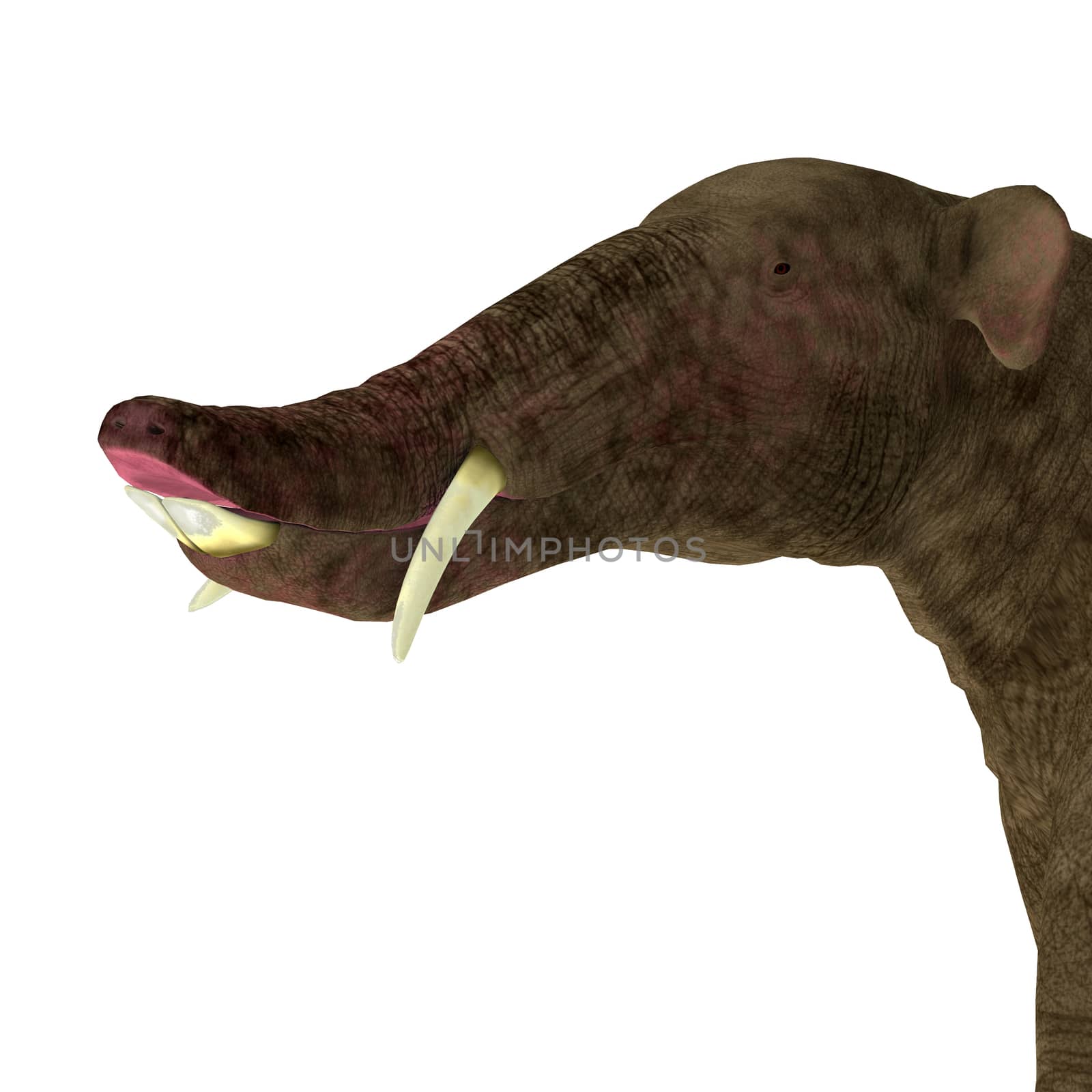 Platybelodon is an extinct herbivorous mammal related to the elephant that lived during the Miocene Period of Africa, Europe, Asia and North America. 